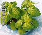 Holy Basil P.E