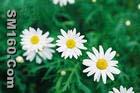 Tanacetum parthenium (L.) Sch-Bup Extract