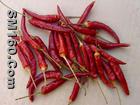 Capsicum frutescens L. Extract