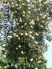 Melaleuca alternifolia Extract