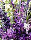 Rosemary extract