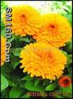 trollius chinensis extract