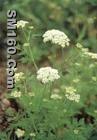 Common?Cnidium?Extract