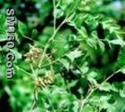 Quercetin