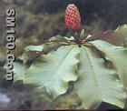 Cortex Magnoliae Officinalis extract