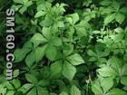 Siberian Ginseng extract