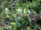 Berberine