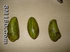 (Griffonia Seed Extract) 5-hydroxytryptophan