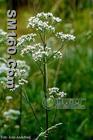 Valerian Root Extract