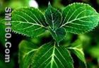 Yohimbe?extract