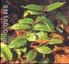 Medicinal?Indianmulberry?Root?extract