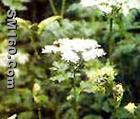 Angelica?extract