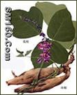 isoflavones