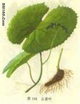 podophyllotoxin