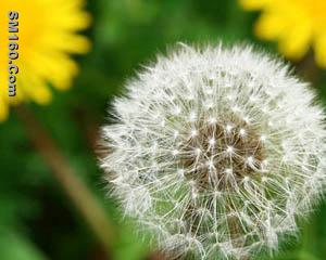 Dandelion Extract