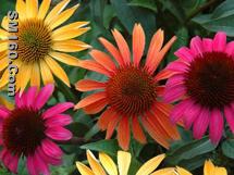 Echinacea Extract
