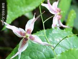 Epimedium Extract
