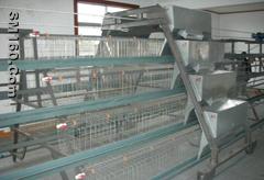 Chicken Wire Netting