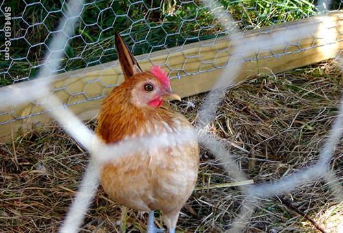 PVC Coated Chicken Wire Mesh