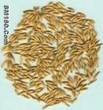 Avena Extract 