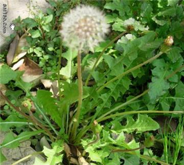 Dandelion Extract