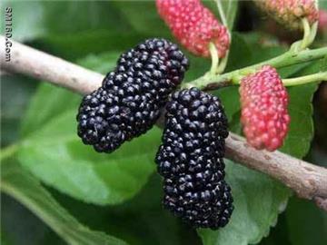 Mulberry Extract 