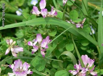 Alfalfa P.E.