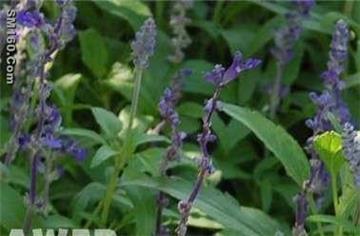 Sage Extract