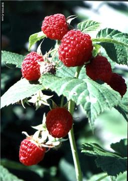 Red Raspberry Extract