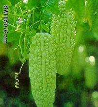 Bitter Melon P.E. 