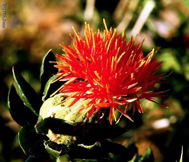 Saffron Extract 
