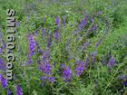 Baical skullcap extract (monica at seaweedbiochem dot com)