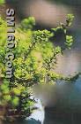 Thymus vulgaris L. Extract (monica at seaweedbiochem dot com)