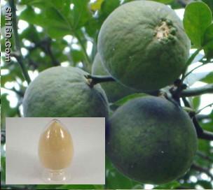 Citrus Aurantium P.E.