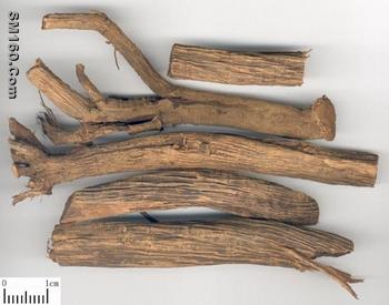 Radix Cyathulae Extract