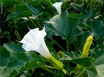 Scopolamine Butylbromide