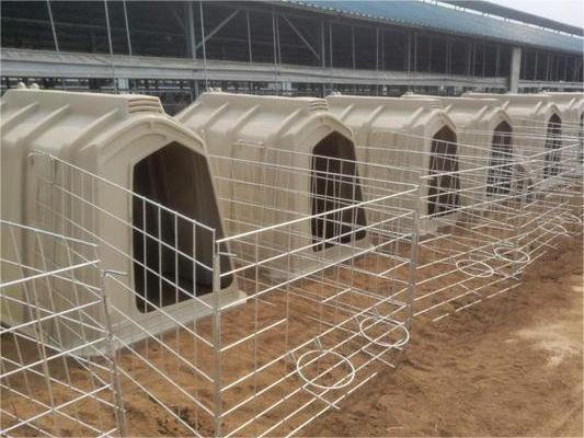 Chinese rotational moulds Calf Island calf house