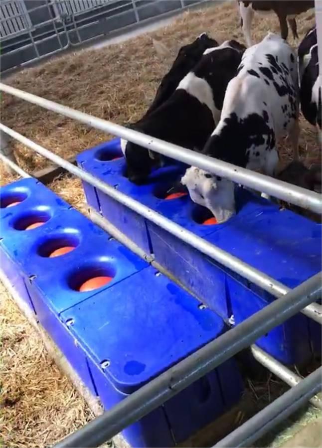 Rotational molding calf and horse and sheep constant drinking tank
