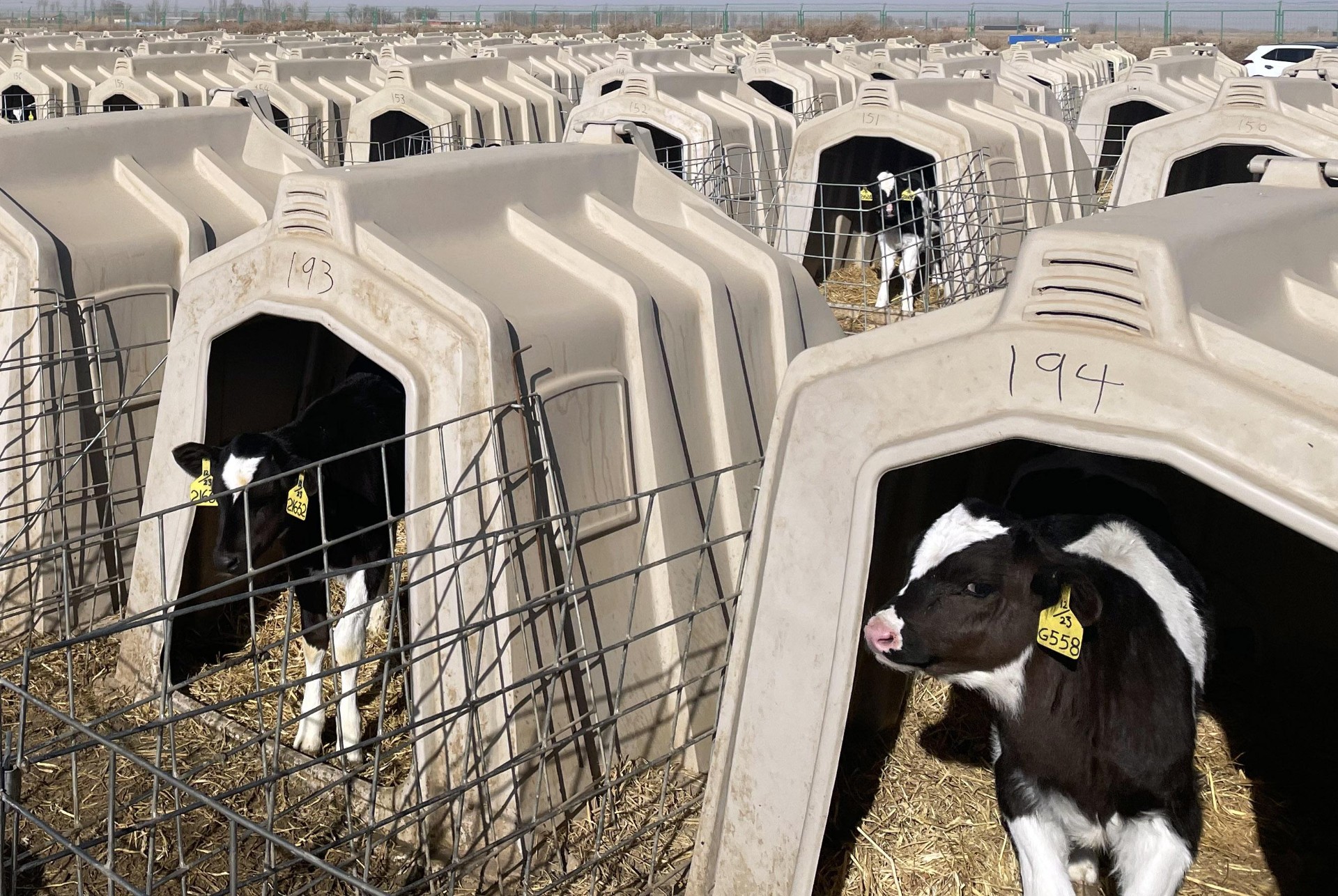 Chinese rotational moulds Calf Island calf house